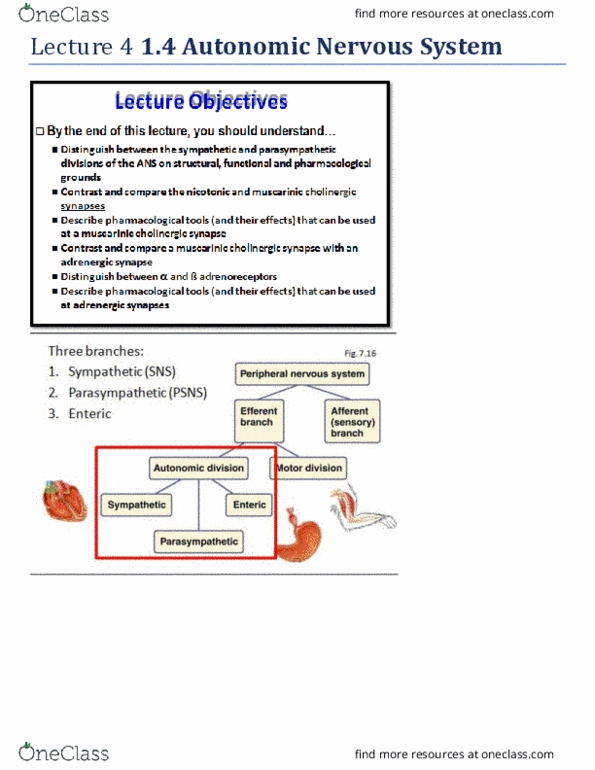 BIO 3303 Lecture Notes - Lecture 4: Cyclic Adenosine Monophosphate, Homeostasis, Brainstem thumbnail