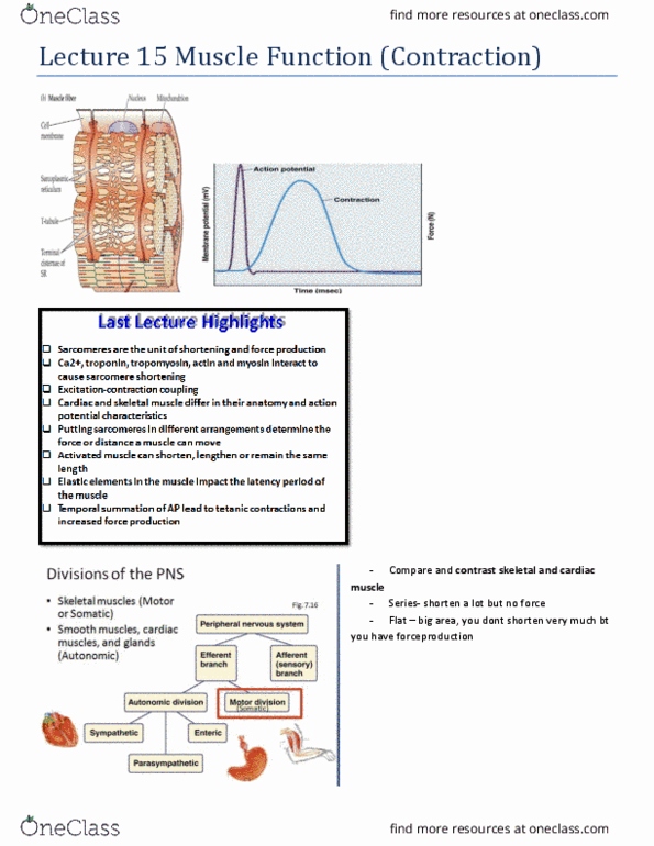 BIO 3303 Lecture Notes - Lecture 15: Big Area, The Nerves, Stomach thumbnail