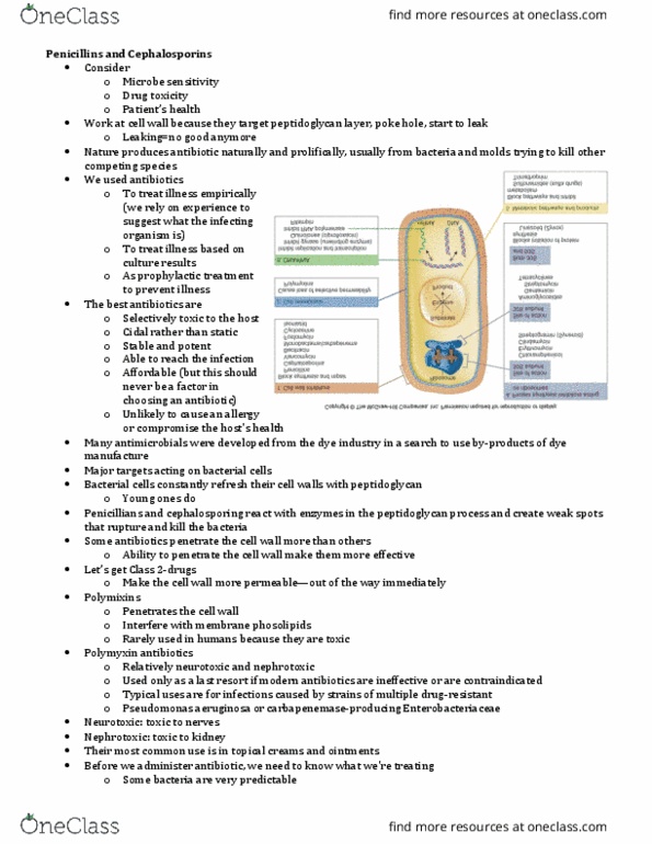 NURS 3110 Lecture Notes - Lecture 19: Pediatrics, Antihistamine, Anticonvulsant thumbnail