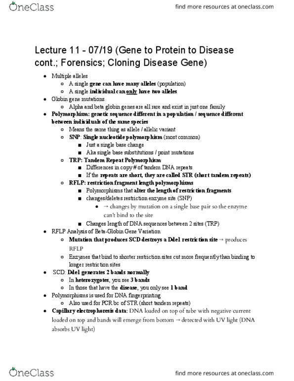 BIO SCI 97 Lecture Notes - Lecture 11: Reverse Genetics, Gene Product, Glutamine thumbnail
