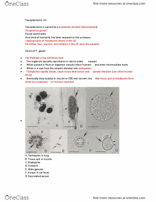 ANFS251 Lecture Notes - Lecture 6: Pyrimethamine, Sulfadiazine, Formaldehyde thumbnail