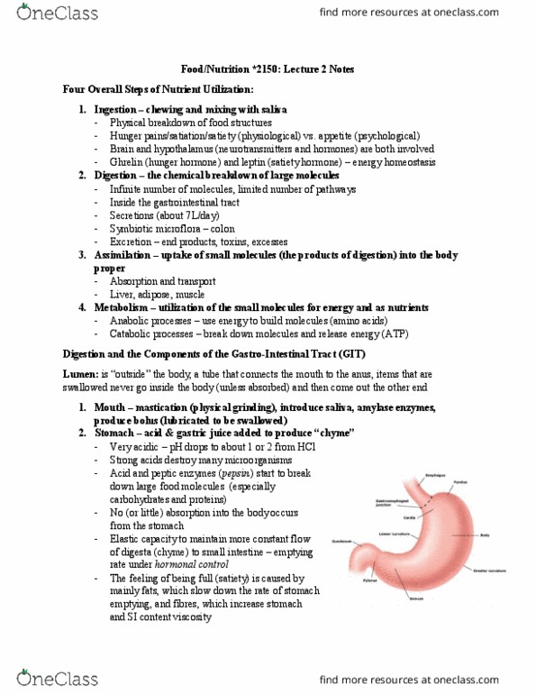 FOOD 2150 Lecture Notes - Lecture 2: Helicobacter Pylori, B Vitamins, Heartburn thumbnail