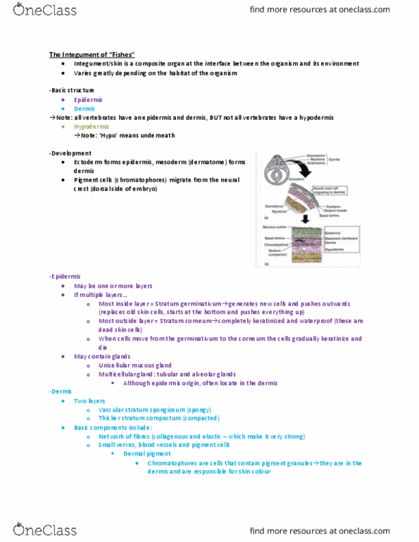 ZOO 2090 Lecture Notes - Lecture 5: Desiccation, Placodermi, Sarcopterygii thumbnail