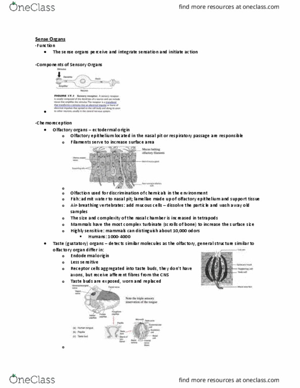 ZOO 2090 Lecture Notes - Lecture 16: Cochlea, Angular Acceleration, Golgi Tendon Organ thumbnail