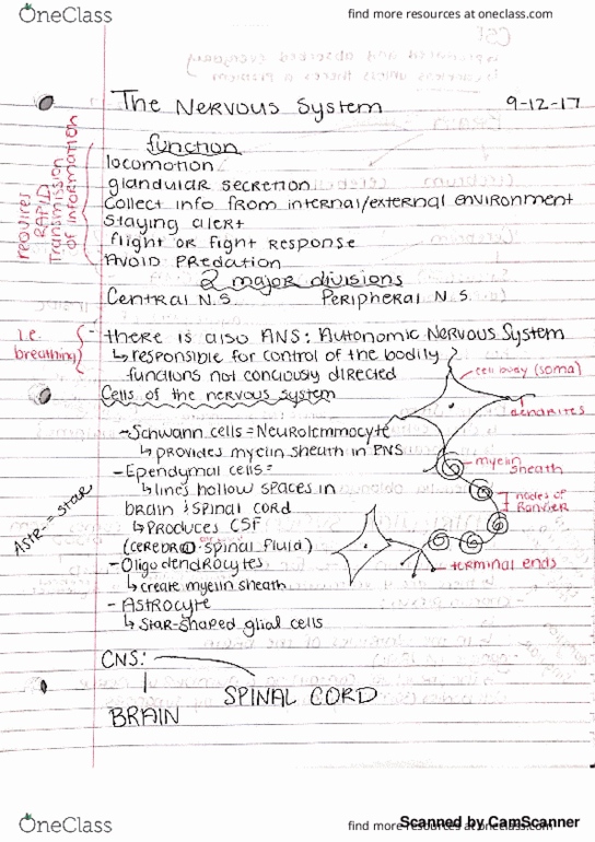 ANS 206 Lecture 4: Nervous System Lab thumbnail