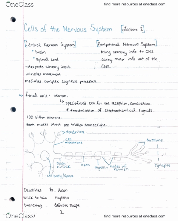 BCS 110 Lecture Notes - Lecture 2: Anaplastic Lymphoma Kinase, Schwann Cell, Microglia thumbnail