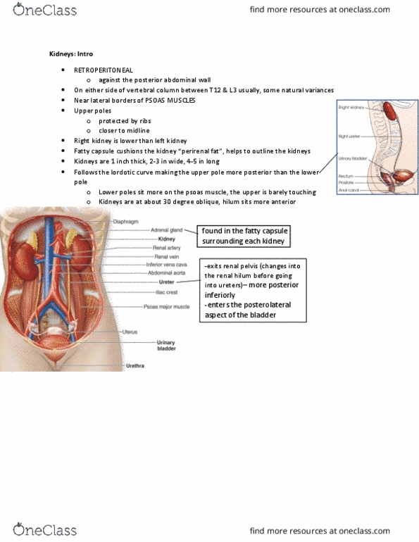 MEDRADSC 3J03 Lecture Notes - Lecture 1: Spongy Urethra, Urethra, Membranous Urethra thumbnail