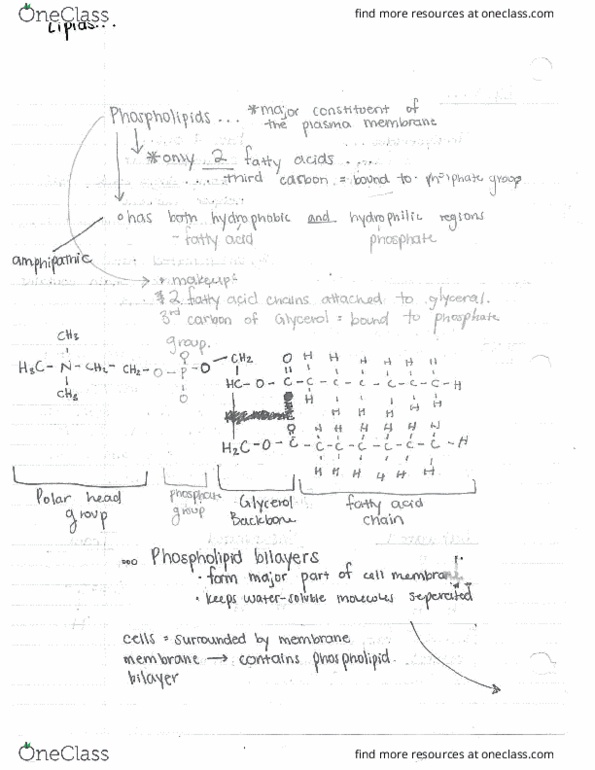 BIO 152 Lecture Notes - Lecture 2: Adenine, Lanolin, Phobia thumbnail