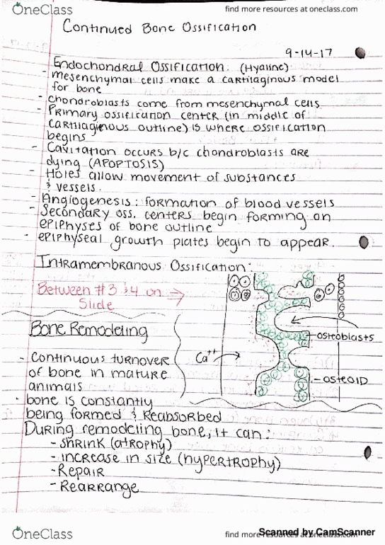 ANS 205 Lecture 8: Bone Fractures and Joints thumbnail