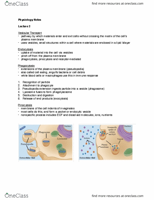PHYSL210A Lecture Notes - Lecture 2: Aquaporin, Atp Hydrolysis, Hydrophile thumbnail