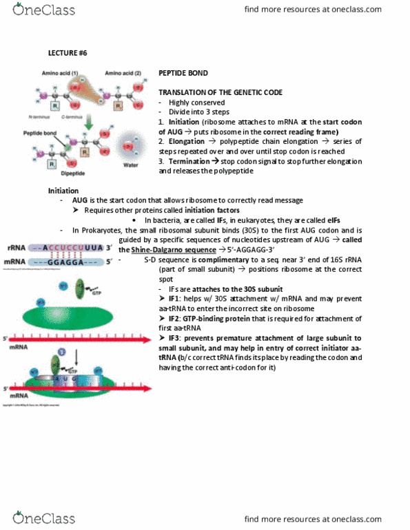 BIOB11H3 Lecture Notes - Lecture 6: Transferase, Gtpase, Ribozyme thumbnail