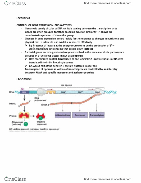 BIOB11H3 Lecture Notes - Lecture 8: Chromatin Immunoprecipitation, Acetyl Group, Fibroblast thumbnail
