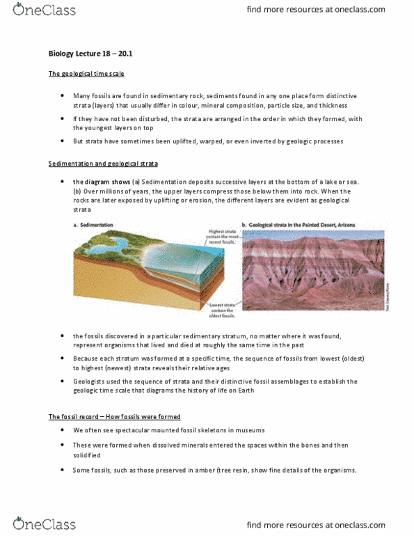 Biology 1001A Lecture Notes - Lecture 18: Archaea, Annelid, Polychaete thumbnail