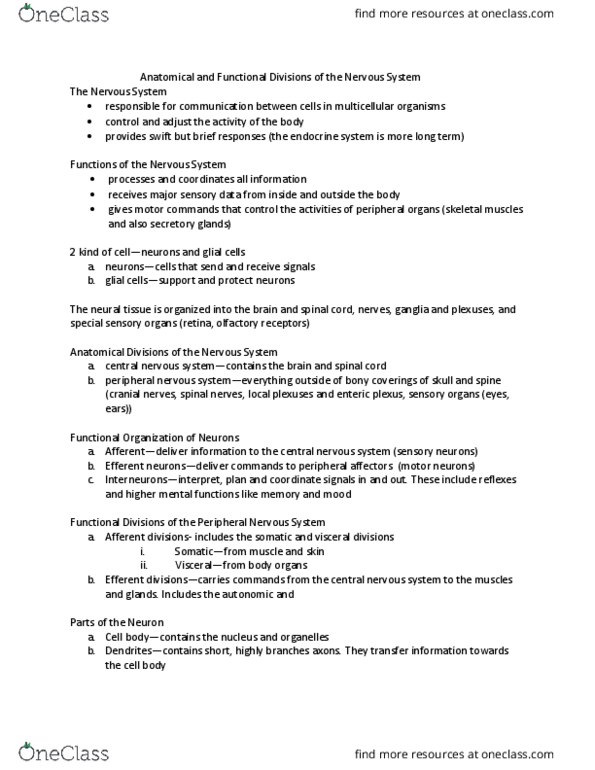 BIOL 3446 Lecture Notes - Lecture 4: Neuroglia, Grey Matter, Spinal Canal thumbnail