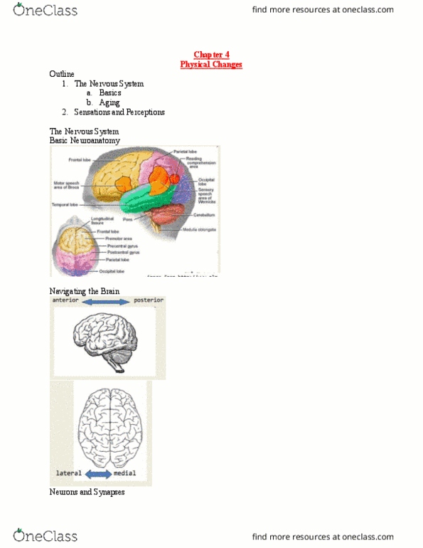 PSY 3128 Lecture Notes - Lecture 4: Cochlea, Spectrogram, Olfaction thumbnail