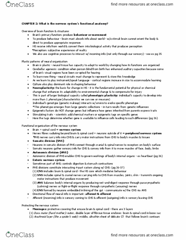 PSY 2301 Lecture Notes - Lecture 2: Lateral Geniculate Nucleus, Coccyx, Fiber Bundle thumbnail