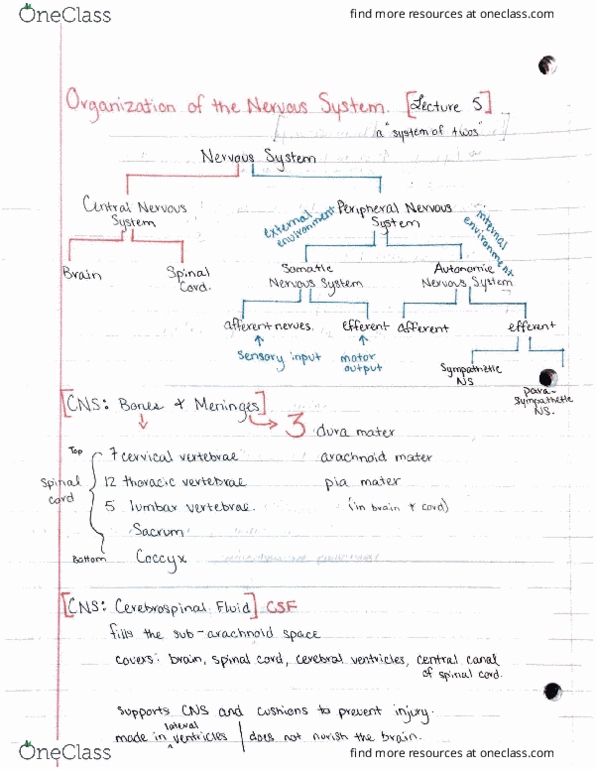 BCS 110 Lecture 5: organization of the nervous system thumbnail