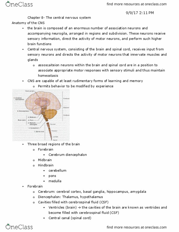 VPHY 3100 Chapter Notes - Chapter 8: Monoaminergic, Implicit Memory, Caudate Nucleus thumbnail