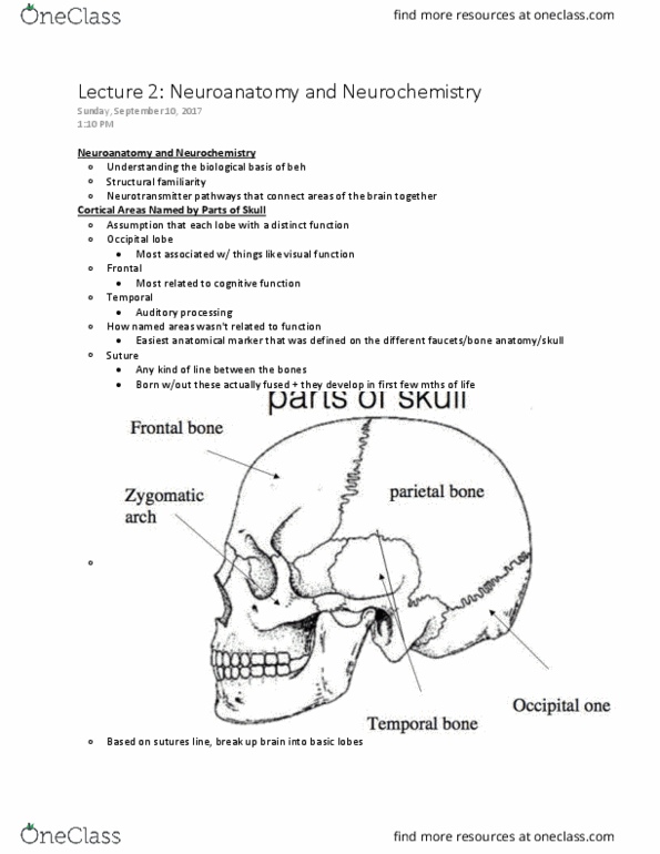 PSY346H5 Lecture Notes - Lecture 2: Tegmentum, Brainstem, Medial Geniculate Nucleus thumbnail