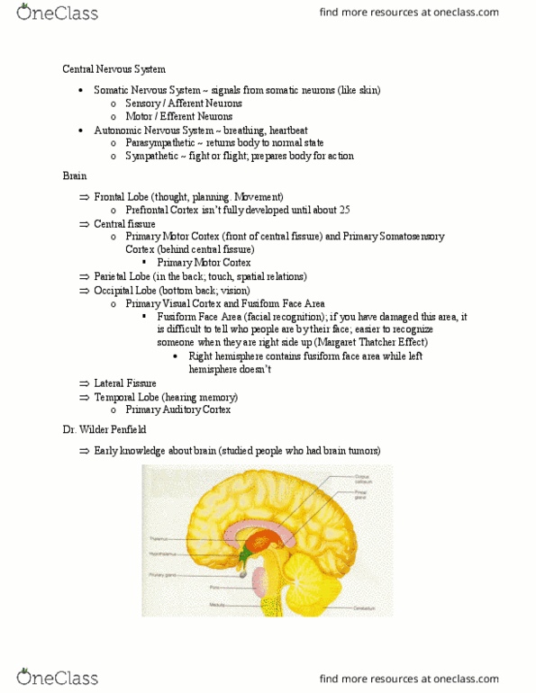 PSYC 1101 Lecture Notes - Lecture 1: Hypothalamus, Aphasia, Brainstem thumbnail