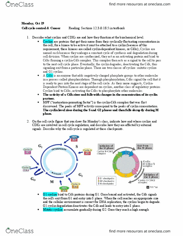 BIOL 1081 Lecture Notes - Lecture 21: Separase, Radiography, Sister Chromatids thumbnail