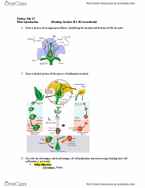 BIOL 1082 Lecture Notes - Lecture 13: Vegetative Reproduction, Grafting, Genotype thumbnail