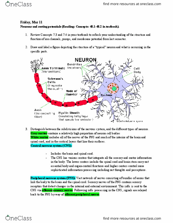 BIOL 1082 Lecture Notes - Lecture 24: Cell Membrane, Sympathetic Nervous System, Somatic Nervous System thumbnail