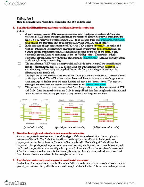 BIOL 1082 Lecture Notes - Lecture 29: Polysaccharide, Endoskeleton, Peristalsis thumbnail