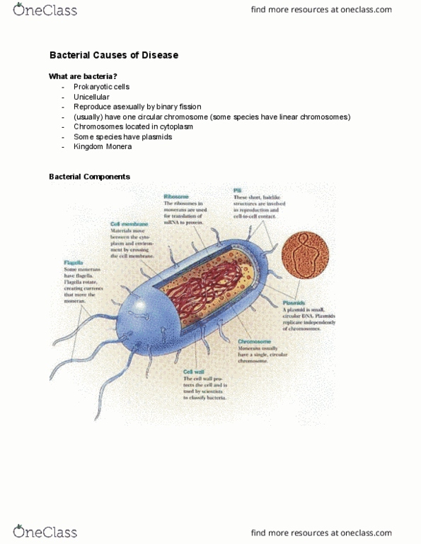 PVS 1000 Lecture Notes - Lecture 1: Gram-Negative Bacteria, Gram Staining, Rumen thumbnail