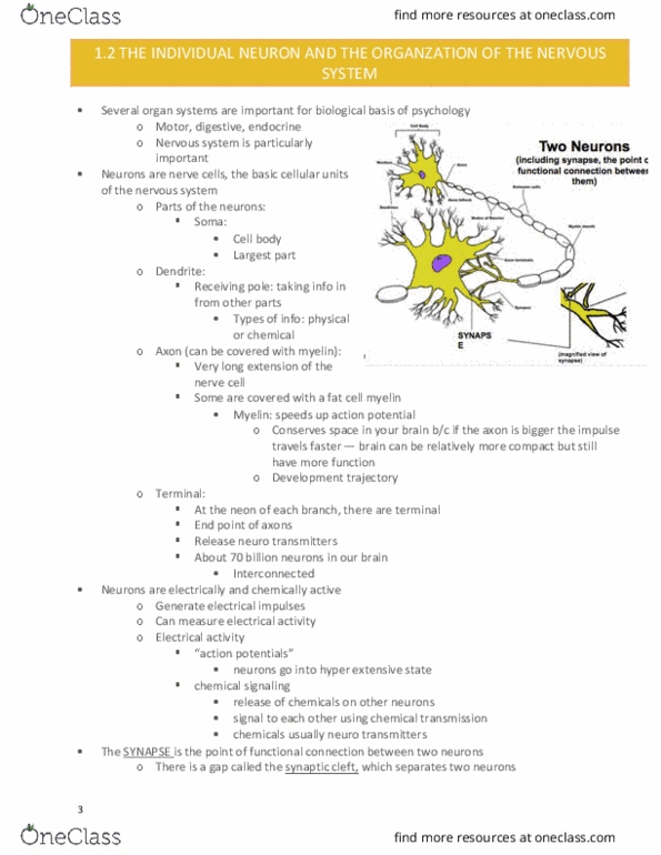 PSYC 1100 Lecture Notes - Lecture 3: Ganglion, Stoma, Grey Matter thumbnail
