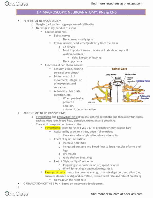 PSYC 1100 Lecture Notes - Lecture 6: Temporal Lobe, Motor Cortex, Globus Pallidus thumbnail