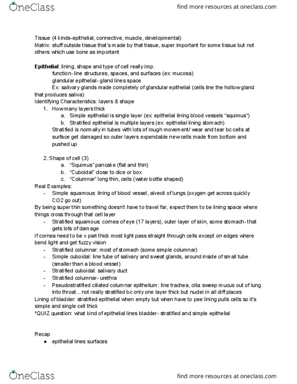 L41 BIOL 181 Lecture Notes - Lecture 3: Actin, Gastrointestinal Tract, Astrocyte thumbnail