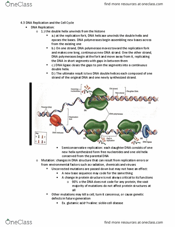 BIOL 260 Chapter Notes - Chapter 4.3: Metaphase, Telophase, Kinetochore thumbnail