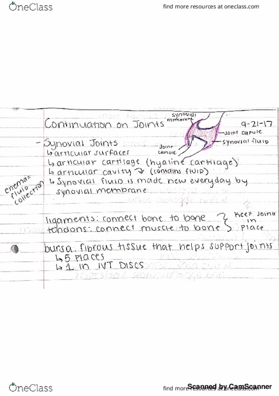 ANS 205 Lecture 9: Finishing Joints and Beginning Muscles thumbnail