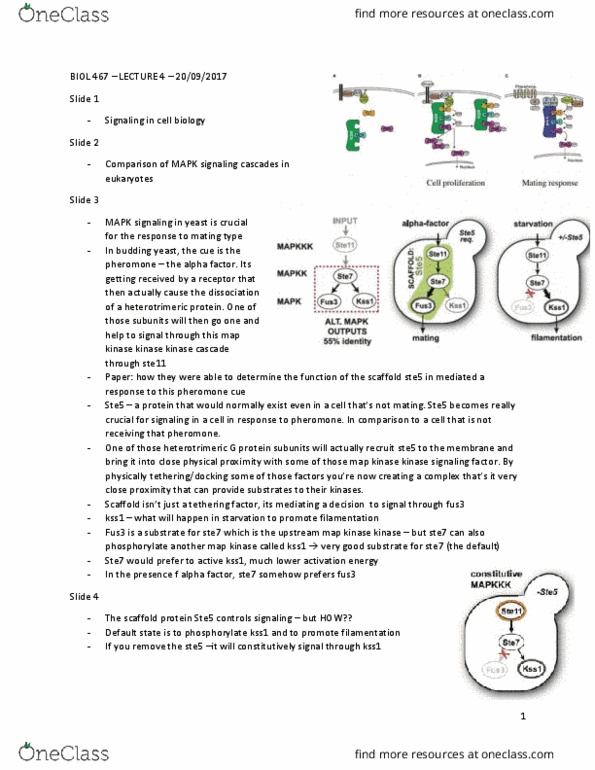 BIOL 467 Lecture Notes - Lecture 4: Heterotrimeric G Protein, Scaffold Protein, Grb2 thumbnail