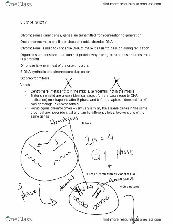 BIO 315H Lecture Notes - Lecture 4: Sister Chromatids, Homologous Chromosome, G1 Phase thumbnail