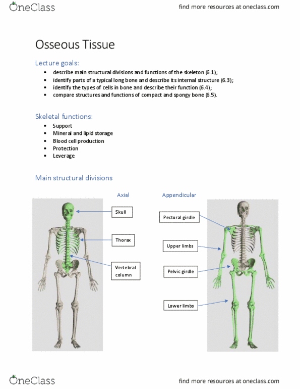 BIO210Y5 Lecture Notes - Lecture 4: Shoulder Girdle, Bone, Long Bone thumbnail