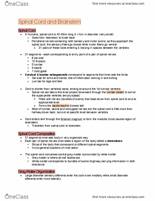 ANAT 321 Lecture Notes - Lecture 3: Lumbar Vertebrae, Spinal Cord, Subarachnoid Cisterns thumbnail