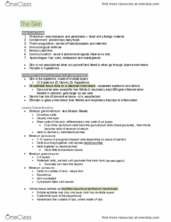 ANAT 261 Lecture Notes - Lecture 4: Stratified Squamous Epithelium, Stratum Corneum, Stratum Granulosum thumbnail