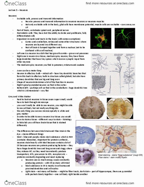 Anatomy and Cell Biology 4451F/G Lecture Notes - Lecture 5: Olfactory Bulb Mitral Cell, Medium Spiny Neuron, Franz Nissl thumbnail