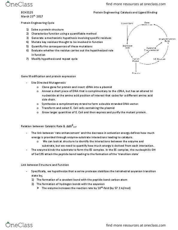 BCH 3125 Lecture Notes - Lecture 3: Oxyanion Hole, Enzyme Kinetics, Catalytic Triad thumbnail