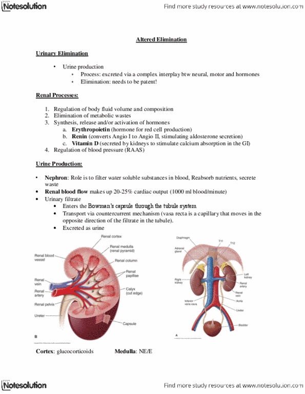 NURS 2090 Lecture Notes - Body Fluid, Polycystic Kidney Disease, Detrusor Urinae Muscle thumbnail