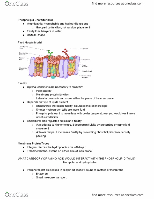 BIO 111 Lecture Notes - Lecture 10: Lipid Bilayer, Phospholipid, Vacuole thumbnail