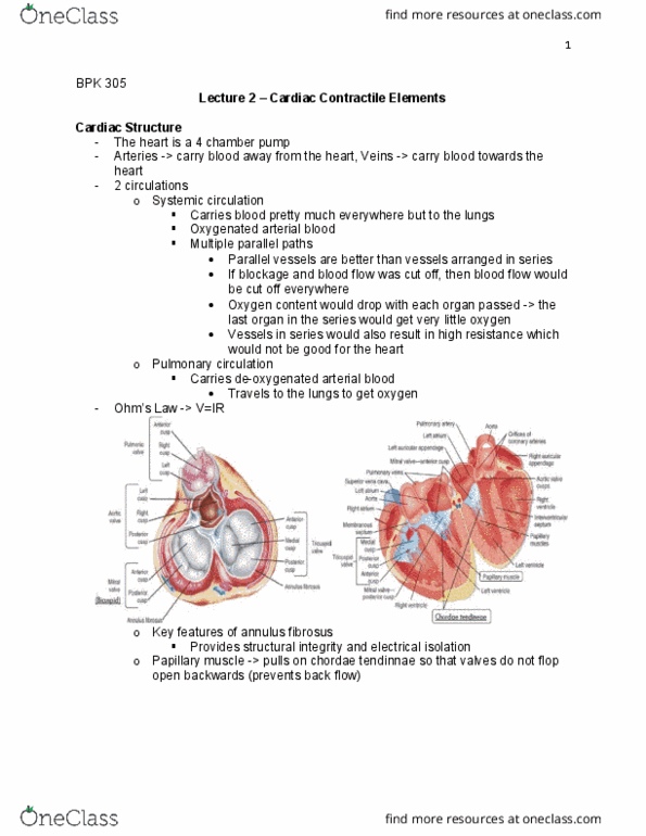 BPK 305 Lecture Notes - Lecture 2: Sarcolemma, Cardiac Muscle Cell, Coronary Circulation thumbnail
