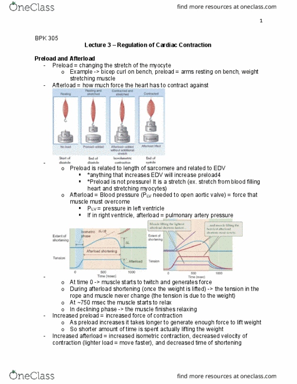 BPK 305 Lecture Notes - Lecture 3: Aortic Valve, Afterload, Cardiac Muscle thumbnail
