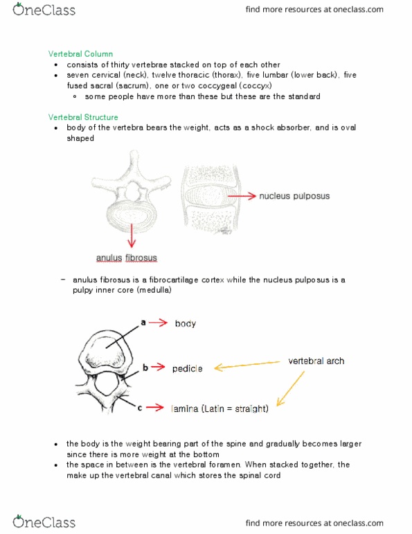 ANAT 315 Lecture Notes - Lecture 1: Intervertebral Foramina, Vertebra, Intervertebral Disc thumbnail