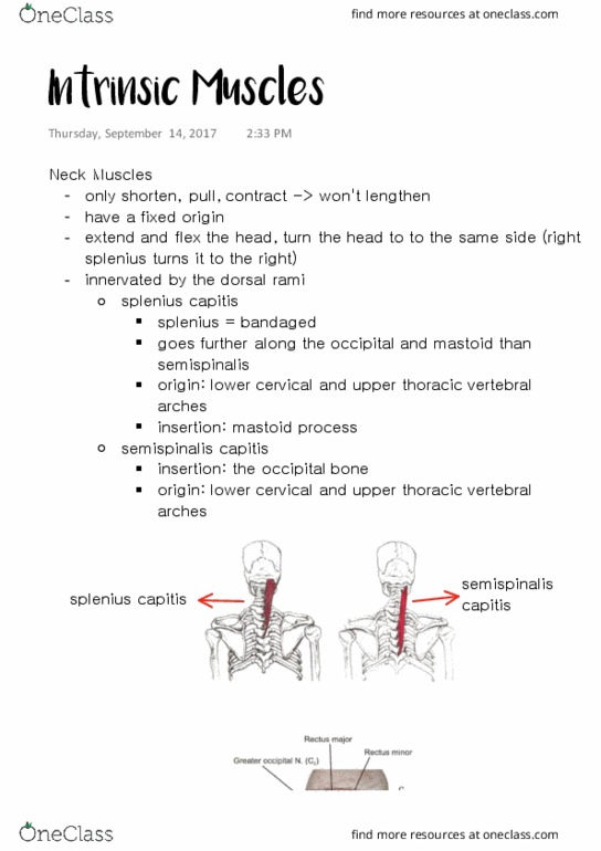 ANAT 315 Lecture Notes - Lecture 4: Semispinalis Muscles, Erector Spinae Muscles, Iliac Crest thumbnail