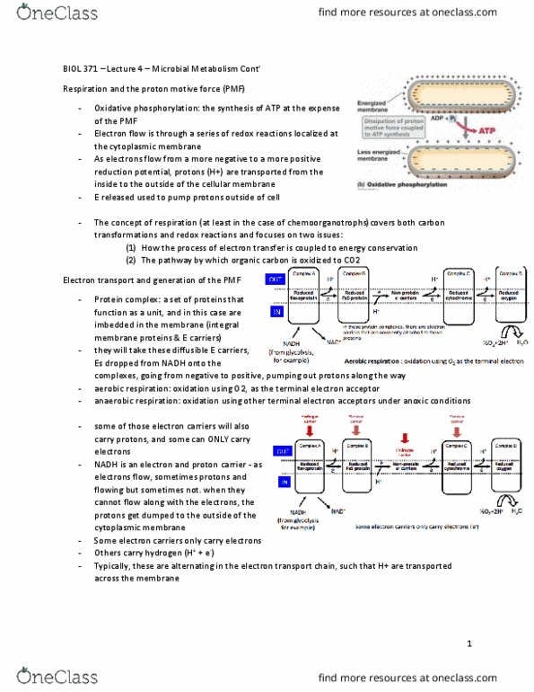 BIOL 371 Lecture Notes - Lecture 4: Paracoccus Denitrificans, Electron Acceptor, Nadh Dehydrogenase thumbnail