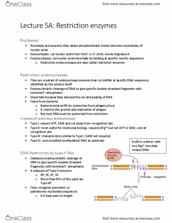 BIO206H5 Lecture Notes - Lecture 5: Restriction Enzyme, Ecori, Endonuclease thumbnail