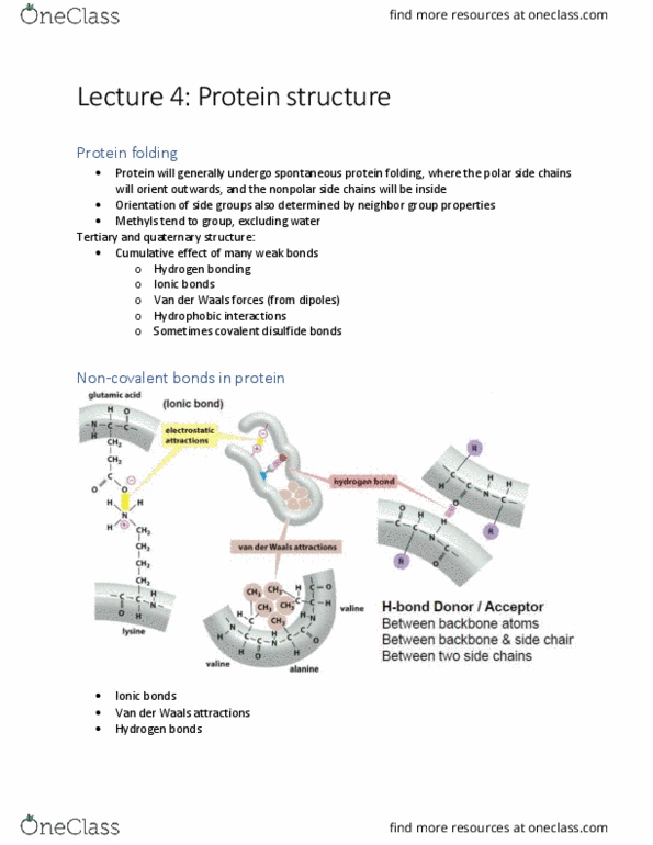 BIO206H5 Lecture Notes - Lecture 4: Peptide Bond, Protein Folding, Hydrogen Bond thumbnail